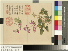 清杨大章花鸟　册　豆花络纬,绘画,花草,草虫