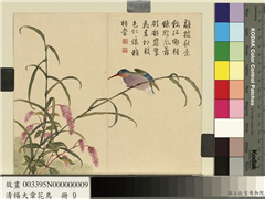 清杨大章花鸟　册　蓼花翠鸟,绘画,花草,翎毛