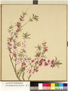清李秉德临张伟花果鱼鸟　册　桃花,绘画,花草