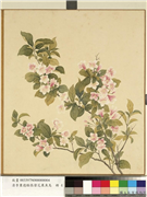 清李秉德临张伟花果鱼鸟　册　海棠,绘画,花草