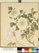 清李秉德临张伟花果鱼鸟　册　牡丹,绘画,花草