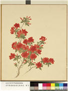 清李秉德临张伟花果鱼鸟　册　榴花,绘画,花草
