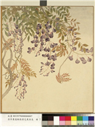 清李秉德临张伟花果鱼鸟　册　藤花,绘画,花草