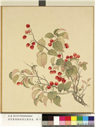 清李秉德临张伟花果鱼鸟　册　樱桃,绘画,果蔬