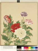 清李秉德临张伟花果鱼鸟　册　罂粟,绘画,花草