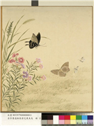 清李秉德临张伟花果鱼鸟　册　石竹蛱蝶,绘画,花草,草虫