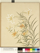 清李秉德临张伟花果鱼鸟　册　萱花百合,绘画,花草