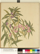 清李秉德临张伟花果鱼鸟　册　凤仙,绘画,花草