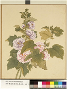 清李秉德临张伟花果鱼鸟　册　蜀葵,绘画,花草