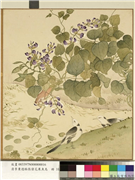 清李秉德临张伟花果鱼鸟　册　豆花鶺鴒,绘画,花草,翎毛,山水,草虫,水中动植物