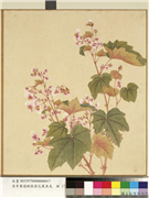 清李秉德临张伟花果鱼鸟　册　秋海棠,绘画,花草