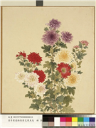 清李秉德临张伟花果鱼鸟　册　菊花,绘画,花草