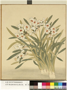 清李秉德临张伟花果鱼鸟　册　水仙,绘画,花草