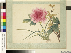 清沈振麟绘十二月花神　册　兰花牡丹,绘画,花草