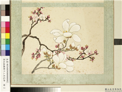 清沈振麟绘十二月花神　册　杏花辛夷,绘画,花草