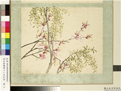 清沈振麟绘十二月花神　册　杨柳桃花,绘画,树木,花草