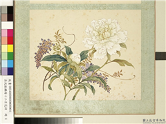 清沈振麟绘十二月花神　册　芍药紫藤,绘画,花草