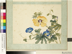 清沈振麟绘十二月花神　册　秋葵牵牛花,绘画,花草