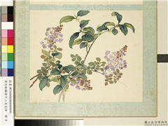 清沈振麟绘十二月花神　册　桂花紫薇,绘画,花草