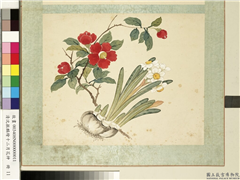 清沈振麟绘十二月花神　册　水仙茶花,绘画,花草