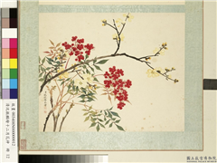 清沈振麟绘十二月花神　册　腊梅南天竺,绘画,花草