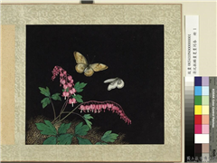 清沈振麟画耄耋同春　册　鱼儿牡丹,绘画,草虫,花草