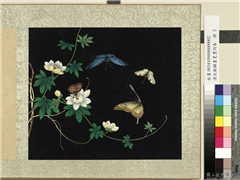 清沈振麟画耄耋同春　册　西蕃莲,绘画,草虫,花草