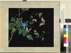 清沈振麟画耄耋同春　册　牵牛花,绘画,花草,草虫