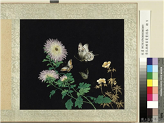 清沈振麟画耄耋同春　册　菊花秋葵,绘画,花草,草虫