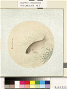 清马文麟画鱼藻　册　鲫鱼,绘画,水中动植物