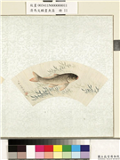清马文麟画鱼藻　册　草鱼,绘画,水中动植物