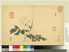 清费而奇花卉　册　牡丹,绘画,花草