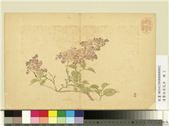 清费而奇花卉　册　没骨花卉,绘画,花草