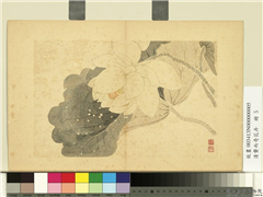 清费而奇花卉　册　荷花,绘画,花草