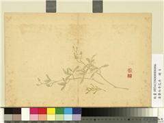 清费而奇花卉　册　兰花,绘画,花草