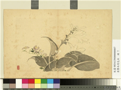 清费而奇花卉　册　玉簪花,绘画,花草