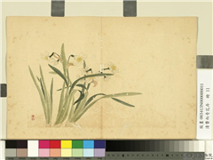 清费而奇花卉　册　水仙,绘画,花草
