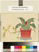 清沈焕画仙葩清供　册　万年青花盆,绘画,花草,器用