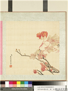 清李培雨画牡丹　册　牡丹（十二）,绘画,花草