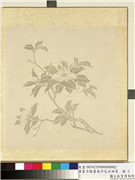 清夏宗辂画寿字花卉册页　册　茶花,绘画,花草