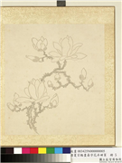 清夏宗辂画寿字花卉册页　册　木兰,绘画,花草