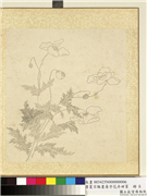 清夏宗辂画寿字花卉册页　册　虞美人,绘画,花草