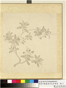 清夏宗辂画寿字花卉册页　册　石榴,绘画,花草