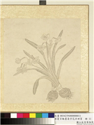 清夏宗辂画寿字花卉册页　册　水仙,绘画,花草
