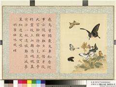 清顾琦玉耋算京垓　册　明瞿佑咏残蝶,绘画,草虫,花草
