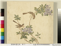 清程琳画花鸟　册　紫丁香麻雀,绘画,花草,翎毛