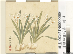 清程琳画花卉　册　水仙,绘画,花草