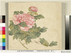 清程琳画四时花卉　册　牡丹,绘画,花草