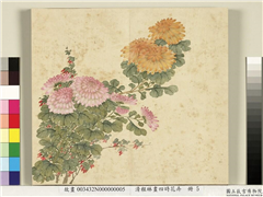清程琳画四时花卉　册　菊,绘画,花草