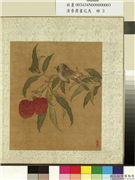 清鲁鼐画花鸟　册　荔枝翎毛,绘画,果蔬,翎毛